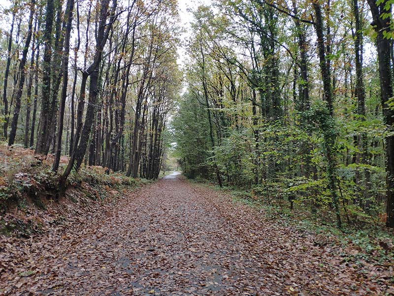 Atatürk Arboretumu